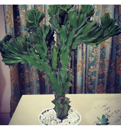Cactus Euphorbia With White Ceramic Planter